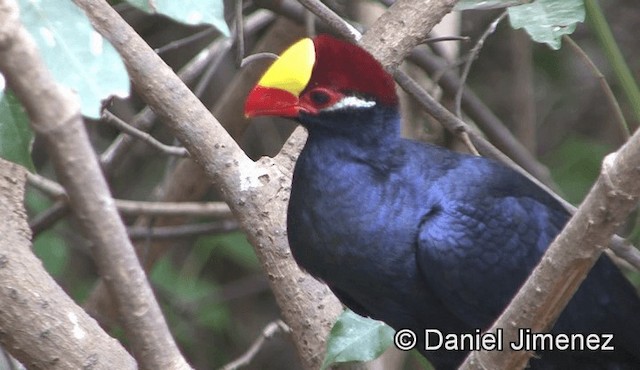 Touraco violet - ML201945021