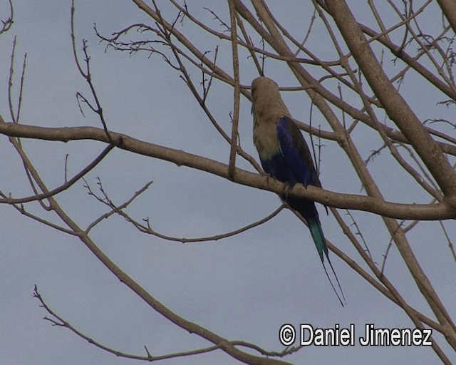 Blue-bellied Roller - ML201945041