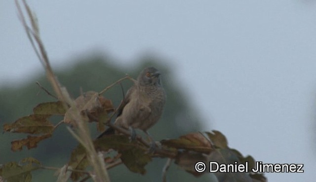 Brown Babbler - ML201945051