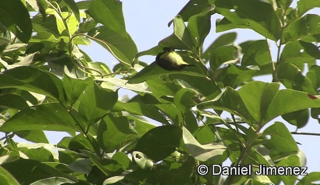 Collared Sunbird - ML201945061