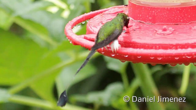 Colibrí de Raquetas Faldiblanco - ML201945081