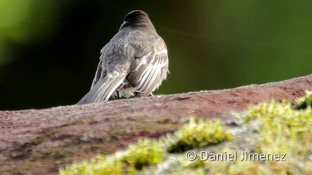 クロツキヒメハエトリ（latirostris／angustirostris） - ML201945111