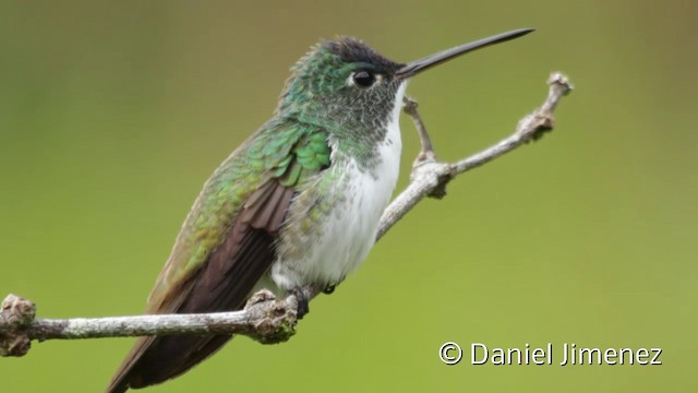 kolibřík andský - ML201945131