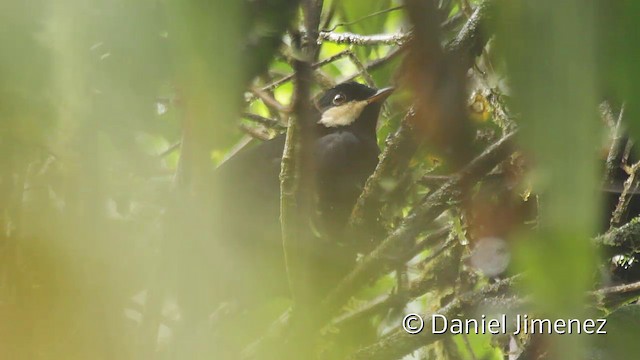 Solitario Negro - ML201945141