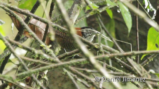 Troglodyte à calotte noire (nigricapillus/connectens) - ML201945151