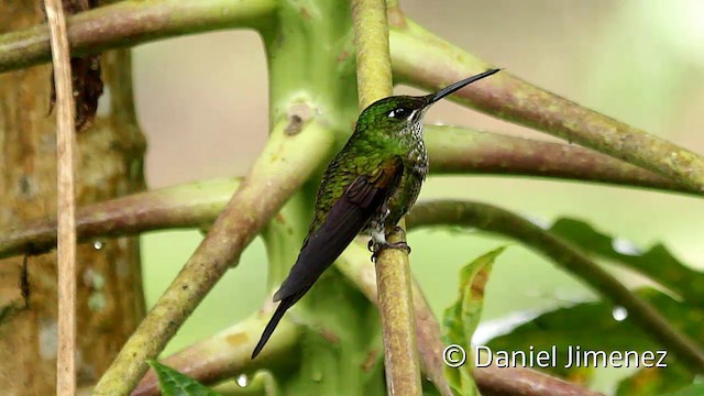 Rotstern-Brillantkolibri - ML201945211