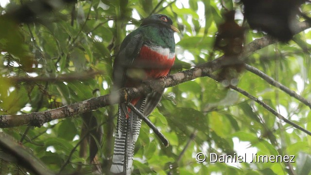 Collared Trogon (Collared) - ML201945231