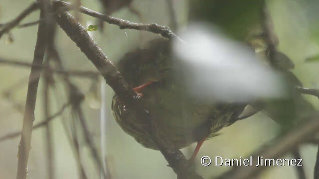 Cotinga vert et noir (groupe riefferii) - ML201945261