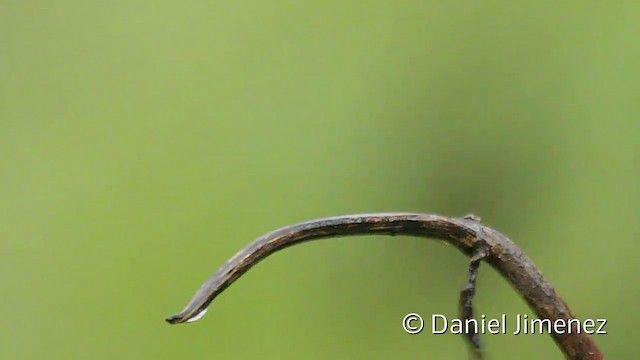 Colibrí de Mitchell - ML201945311