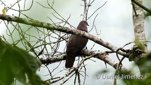 Plumbeous Pigeon - ML201945331