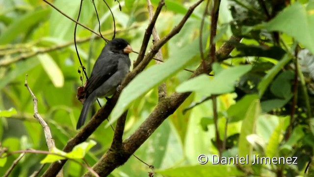 Gray Seedeater - ML201945341