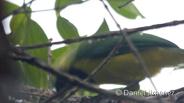 Green Jay (Inca) - ML201945351