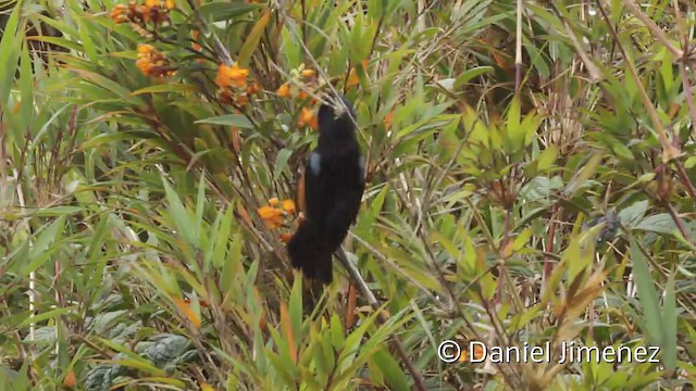 Chestnut-bellied Flowerpiercer - ML201945371