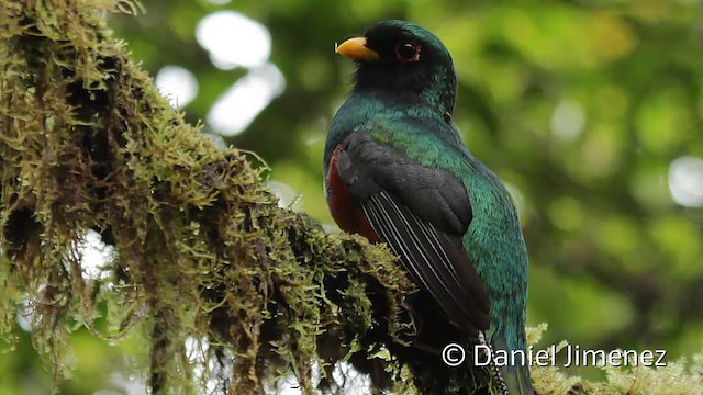 Masked Trogon - ML201945381