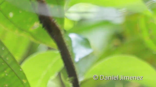 Parker's Antbird - ML201945411