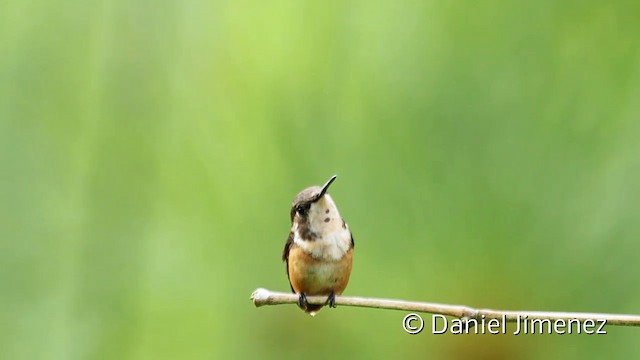 Colibrí de Mulsant - ML201945441