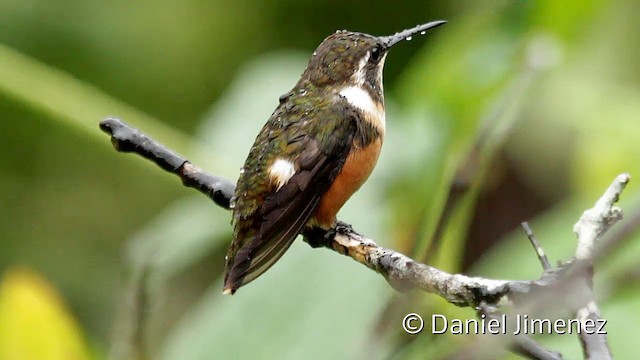 Purple-throated Woodstar - ML201945451