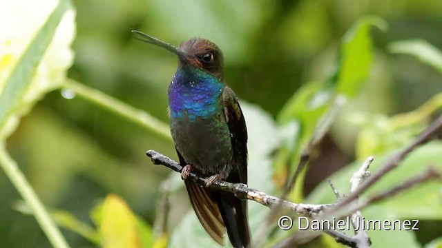 Colibrí de Bouguer Occidental - ML201945461