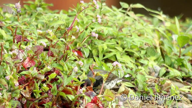 Yellow-bellied Seedeater - ML201945471