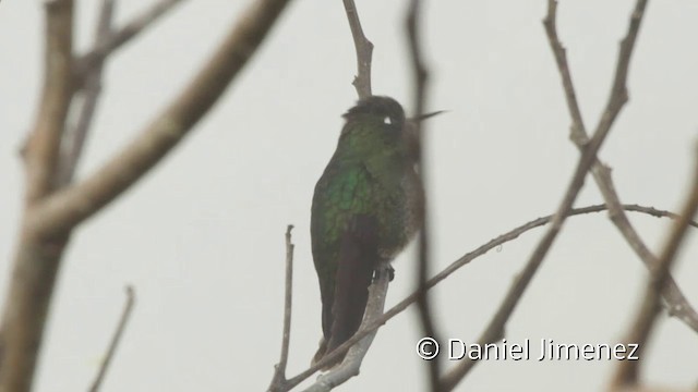 Colibrí Turmalina - ML201945521