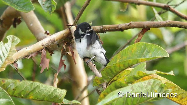 Variable Seedeater (Variable) - ML201945541