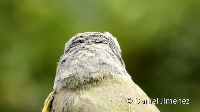 Tropical Kingbird - ML201945551