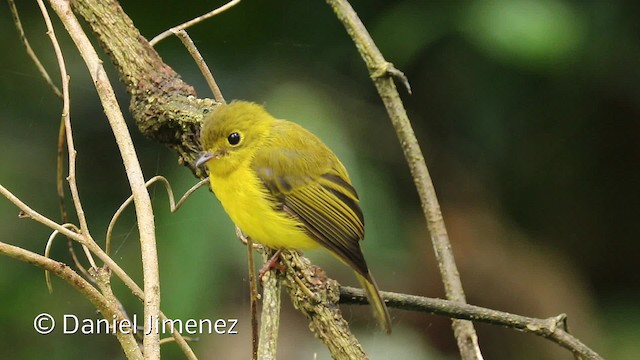 Citrine Canary-Flycatcher - ML201945591