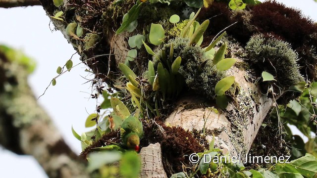 Yellow-cheeked Lorikeet - ML201945621