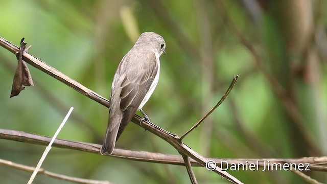 Gray-streaked Flycatcher - ML201945631