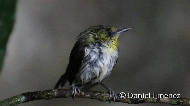 Black-ringed White-eye - ML201945651