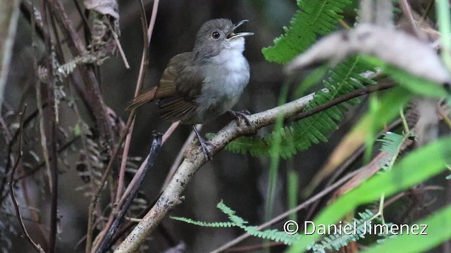 Sulawesi Babbler - ML201945691