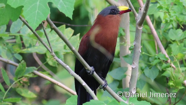 Yellow-billed Malkoha - ML201945751