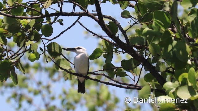 Beach Kingfisher (Beach) - ML201945781