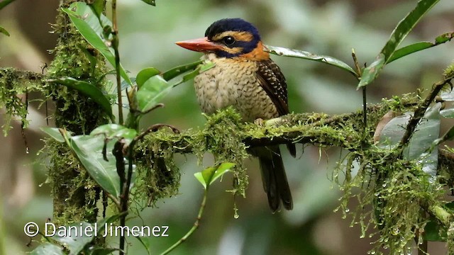 Scaly-breasted Kingfisher (Scaly-breasted) - ML201945811