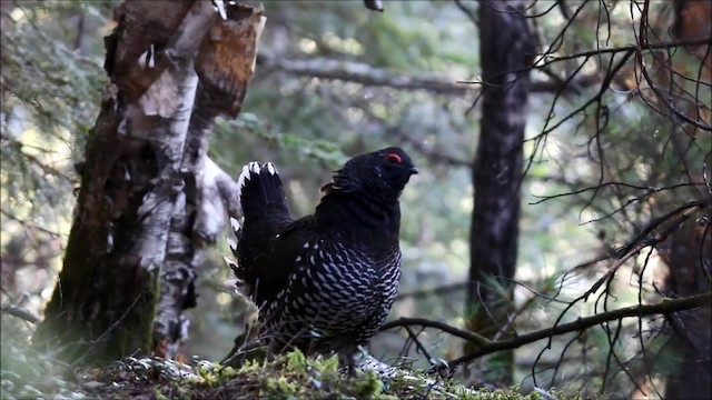 Siberian Grouse - ML201945841