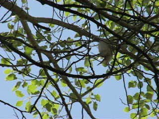 Western Olivaceous Warbler - ML201945851