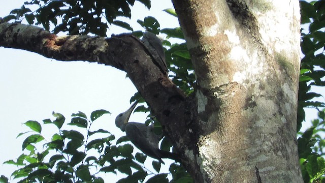 Great Slaty Woodpecker - ML201945861