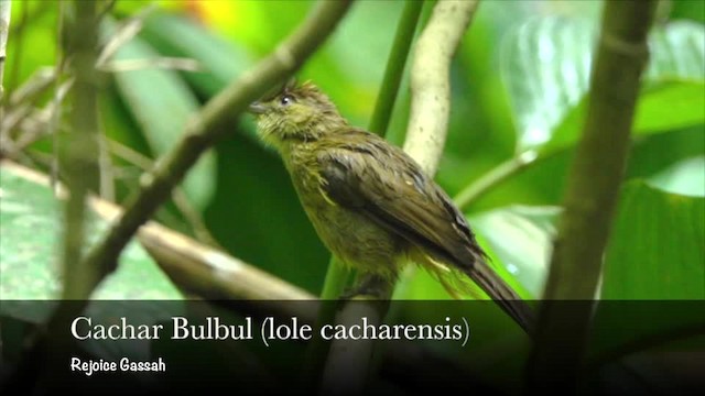 Cachar Bulbul - ML201945871