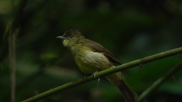 Cachar Bulbul - ML201945881