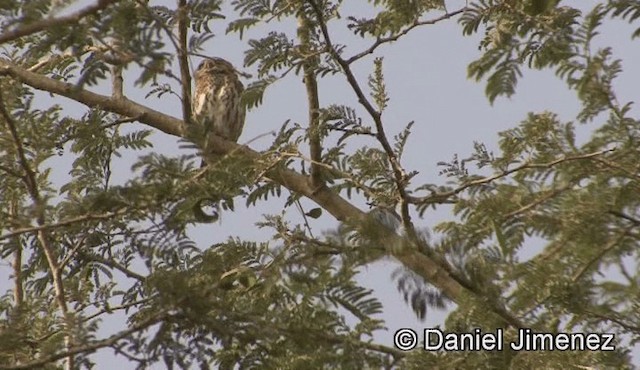 Pearl-spotted Owlet - ML201945911