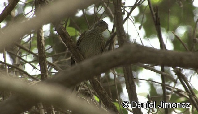 Spotted Honeyguide - ML201945921