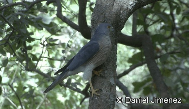 krahujec šikra (ssp. sphenurus/polyzonoides) - ML201945941