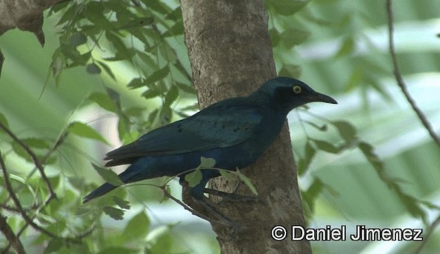 Choucador à oreillons bleus - ML201945991