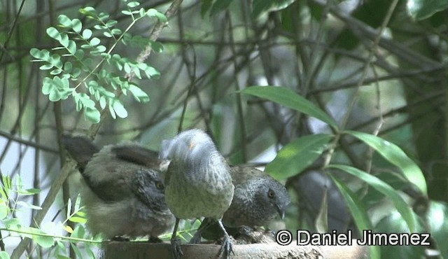 Brown Babbler - ML201946001