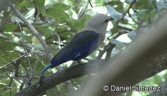 Blue-bellied Roller - ML201946011