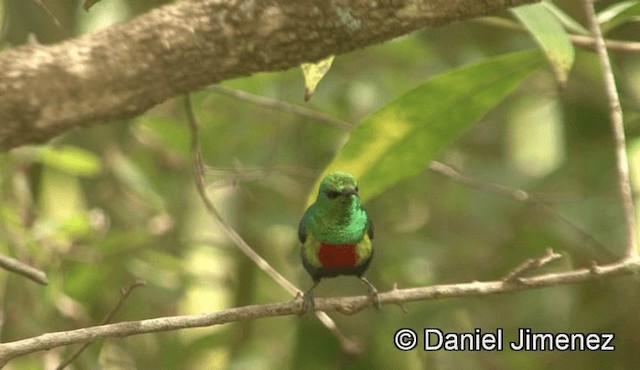 strdimil nádherný (ssp. pulchellus) - ML201946021