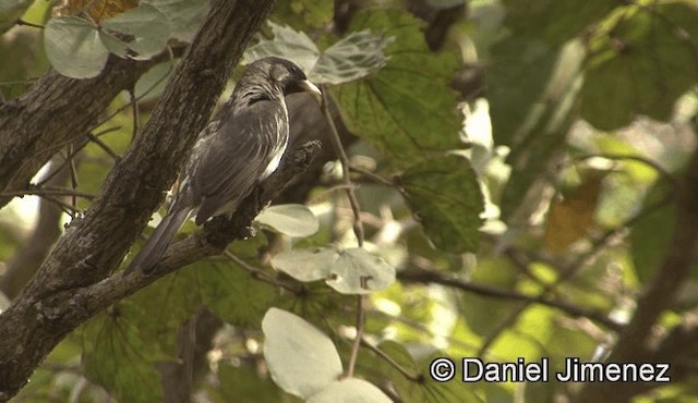 Воскоїд великий - ML201946041