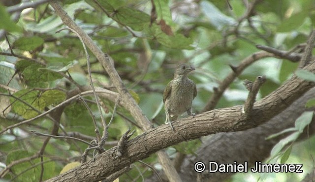 Spotted Honeyguide - ML201946061