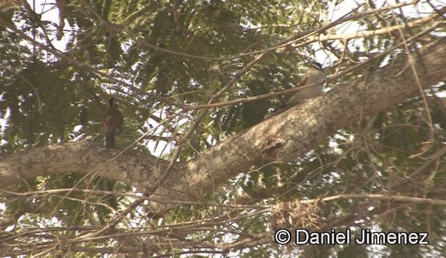 Black-crowned Tchagra (Black-crowned) - ML201946091