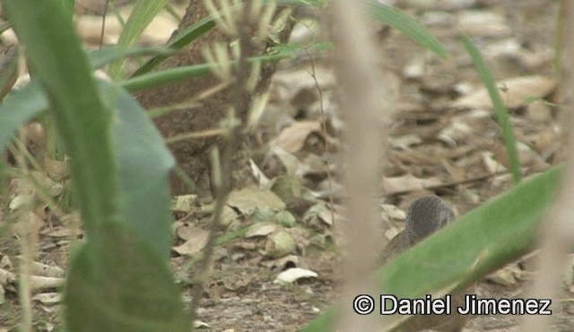 Brown Babbler - ML201946101